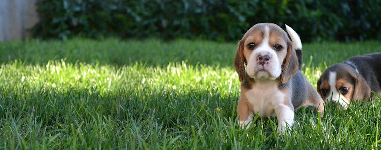 How to Train Beagle Puppies to Not Chew